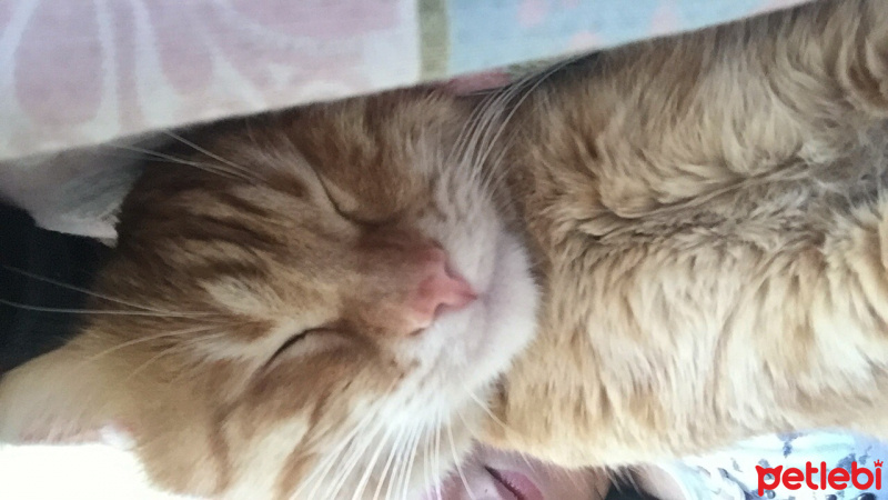 Tekir Kedi, Kedi  Ökkeş fotoğrafı