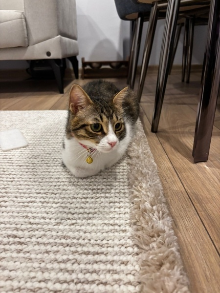 Tekir Kedi, Kedi  Bixi fotoğrafı