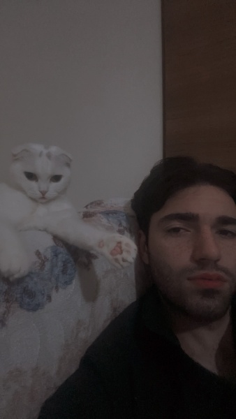 Scottish Fold, Kedi  Runya fotoğrafı