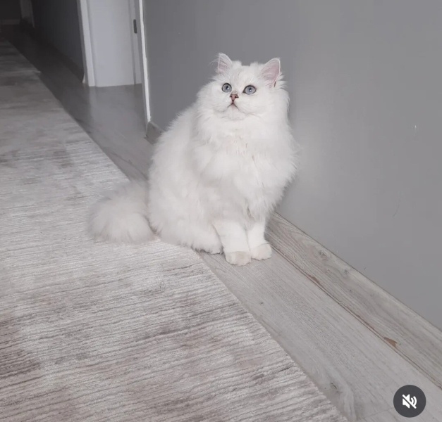 Chinchilla, Kedi  Arya fotoğrafı