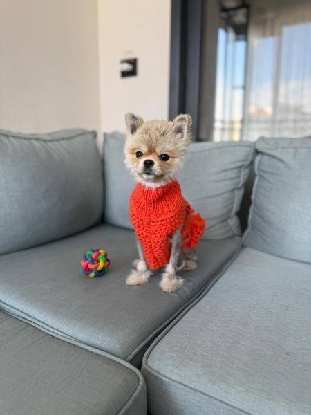 Pomeranyalı, Köpek  MAYSA fotoğrafı