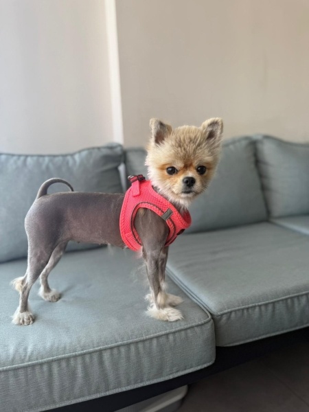 Pomeranyalı, Köpek  MAYSA fotoğrafı