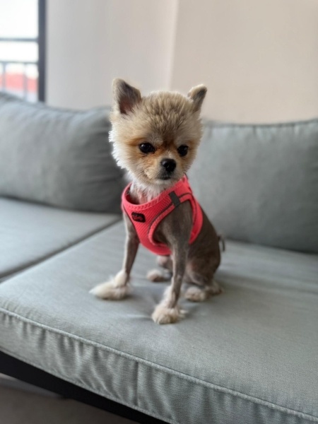 Pomeranyalı, Köpek  MAYSA fotoğrafı