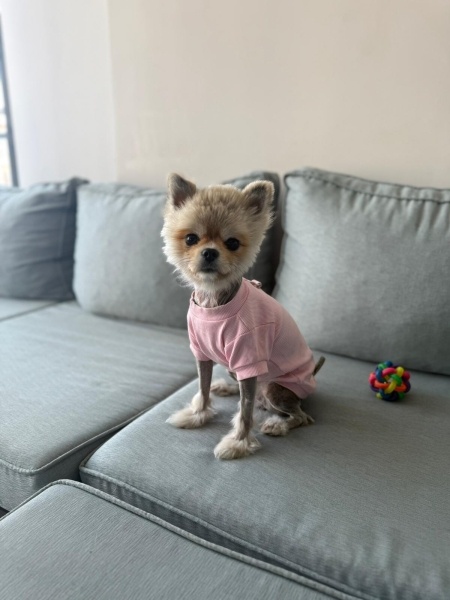 Pomeranyalı, Köpek  MAYSA fotoğrafı