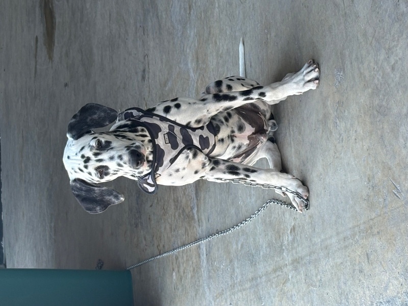 Dalmatian, Köpek  Leo fotoğrafı