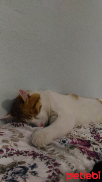 Tekir Kedi, Kedi  Merdut fotoğrafı