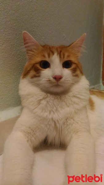 Tekir Kedi, Kedi  Merdut fotoğrafı