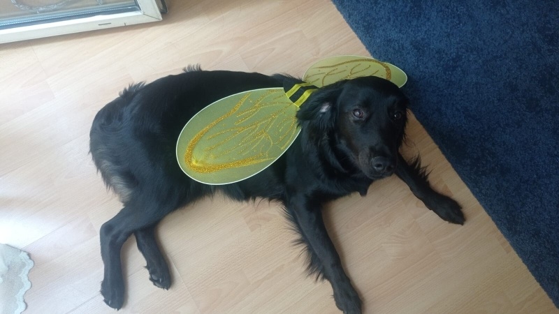 Labrador Retriever, Köpek  Limon fotoğrafı