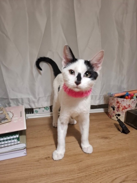 Tekir Kedi, Kedi  Haru fotoğrafı