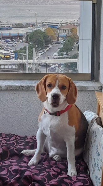Harrier, Köpek  Casper fotoğrafı