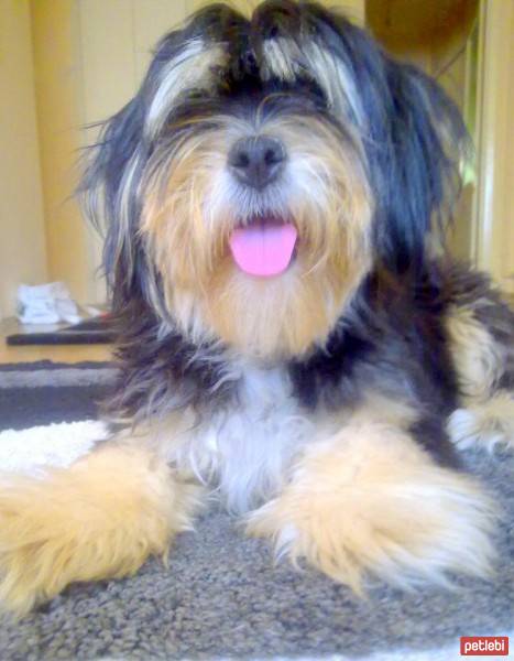 Yorkshire Terrier, Köpek  gofret fotoğrafı