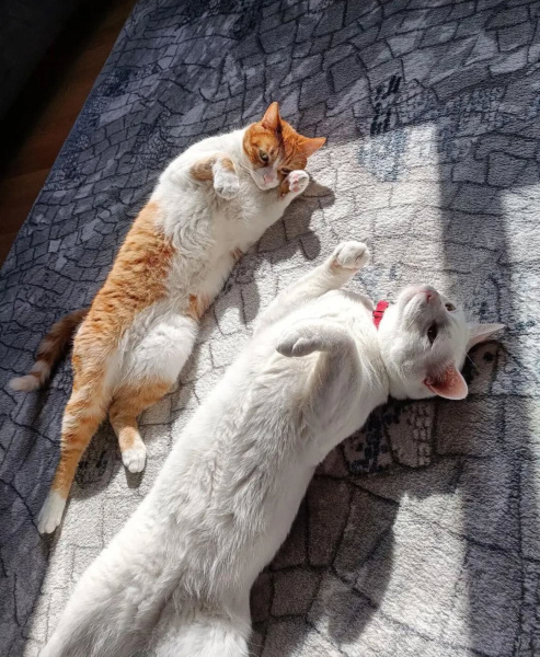Tekir Kedi, Kedi  Pamuk fotoğrafı