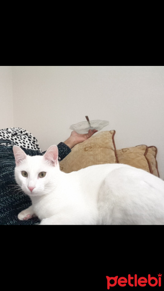 Van Kedisi, Kedi  inci fotoğrafı