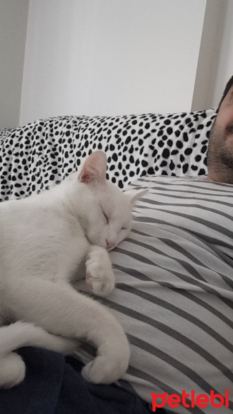 Van Kedisi, Kedi  inci fotoğrafı