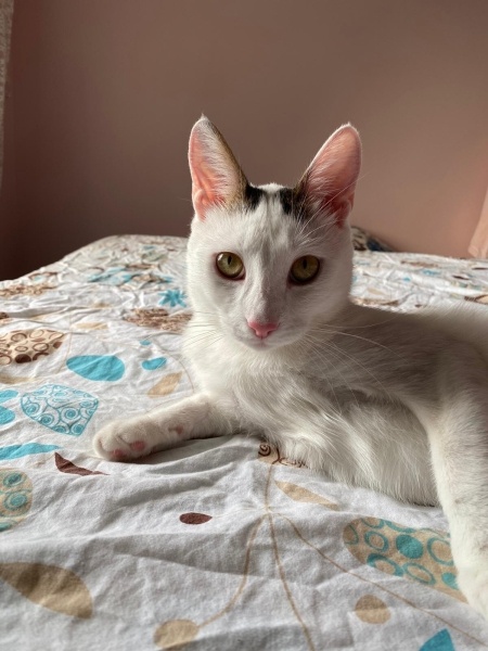 Ankara Kedisi, Kedi  Leo fotoğrafı