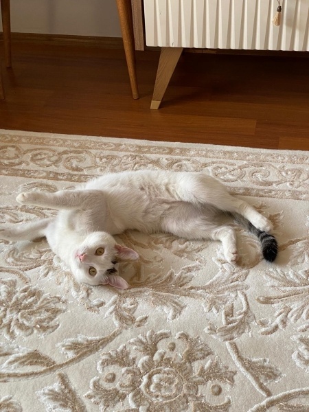 Ankara Kedisi, Kedi  Leo fotoğrafı