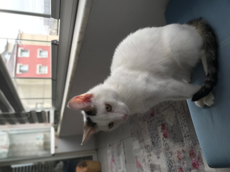 Ankara Kedisi, Kedi  Leo fotoğrafı