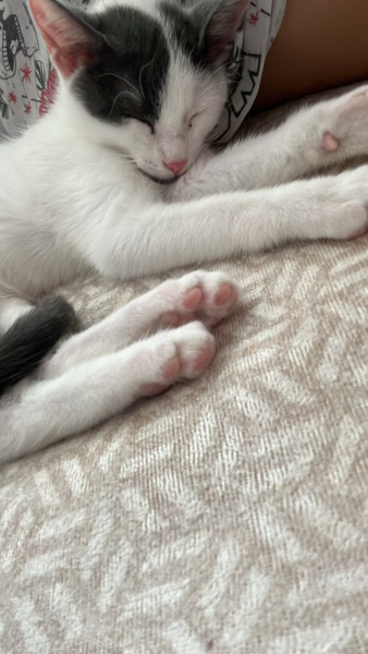 Tekir Kedi, Kedi  Sütlaç fotoğrafı