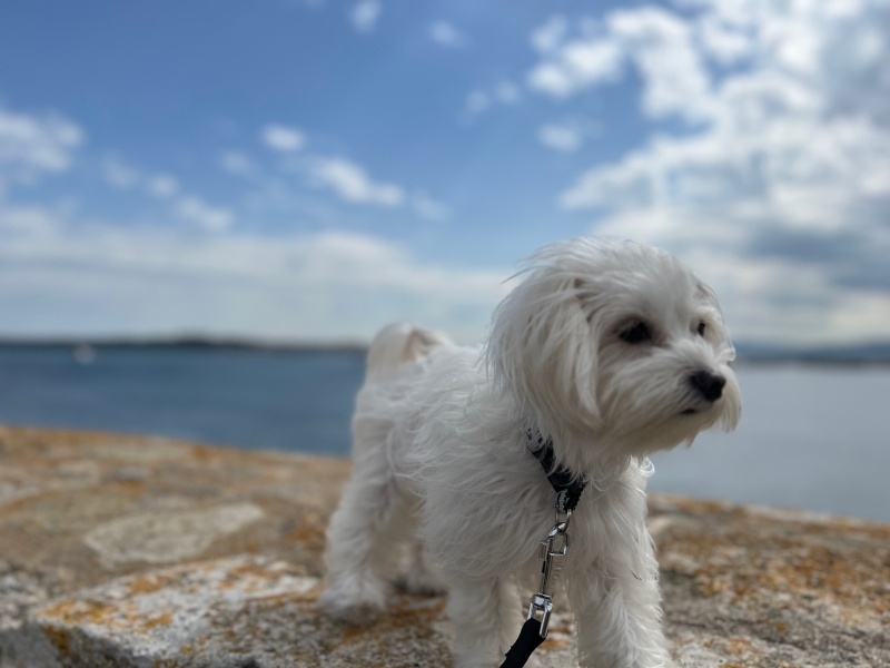 Maltese, Köpek  Şira fotoğrafı