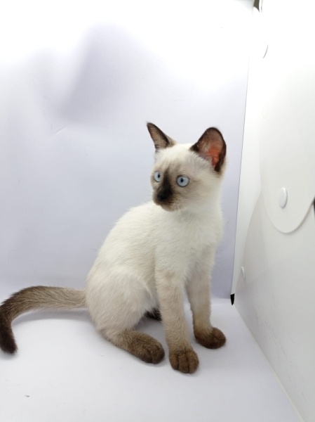 Siyam Kedisi, Kedi  Yavru siyam fotoğrafı