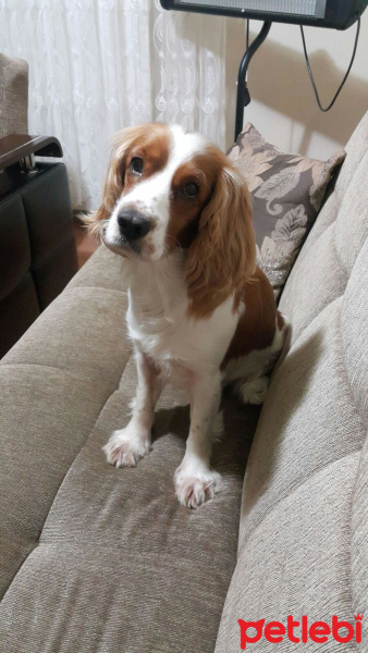 İngiliz Cocker Spaniel, Köpek  Cookie fotoğrafı