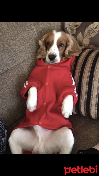 İngiliz Cocker Spaniel, Köpek  Cookie fotoğrafı