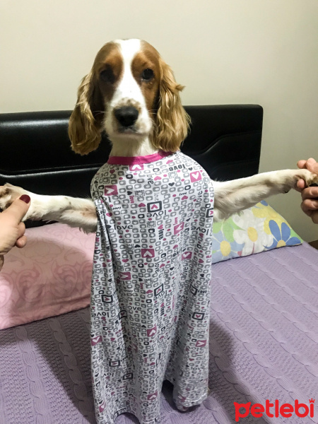 İngiliz Cocker Spaniel, Köpek  Cookie fotoğrafı