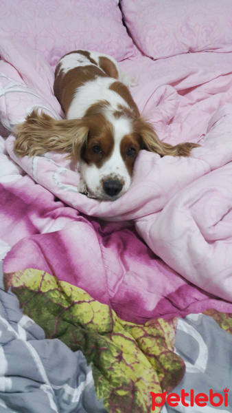 İngiliz Cocker Spaniel, Köpek  Cookie fotoğrafı