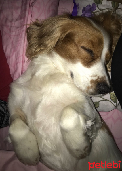 İngiliz Cocker Spaniel, Köpek  Cookie fotoğrafı