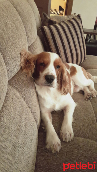 İngiliz Cocker Spaniel, Köpek  Cookie fotoğrafı