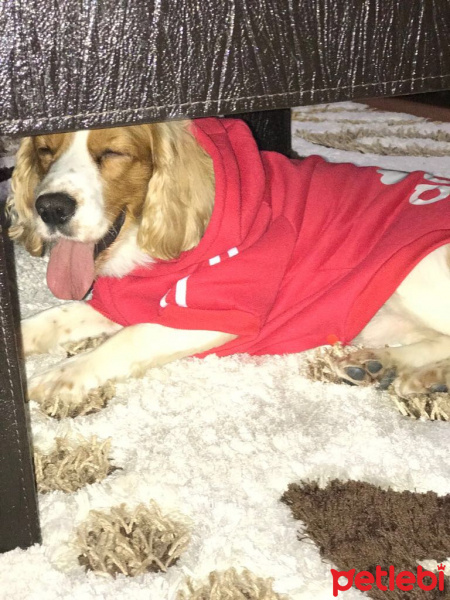 İngiliz Cocker Spaniel, Köpek  Cookie fotoğrafı