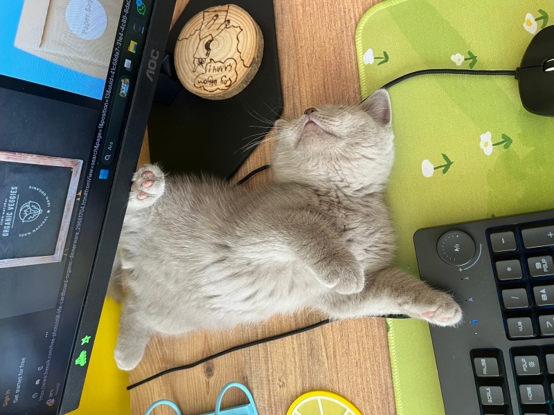 British Longhair, Kedi  Piksel fotoğrafı