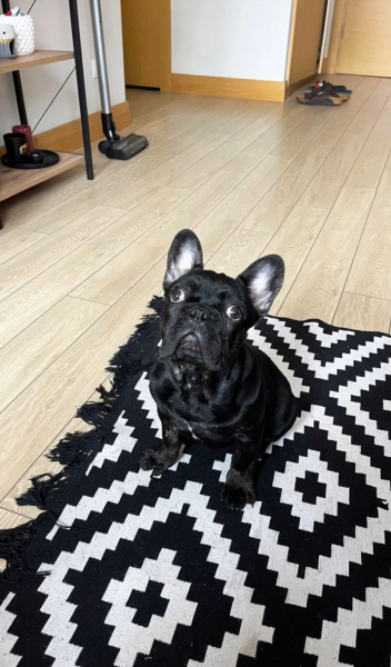 Fransız Bulldog, Köpek  Black fotoğrafı