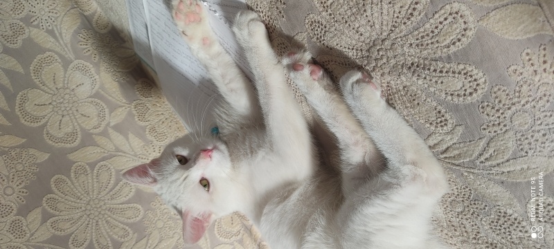 Tekir Kedi, Kedi  Miso fotoğrafı