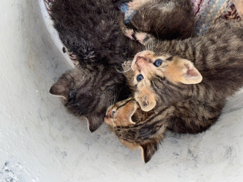 European Shorthair, Kedi  Yavru kediler fotoğrafı