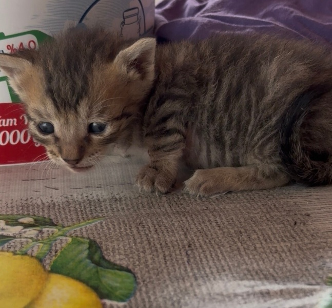 European Shorthair, Kedi  Yavru kediler fotoğrafı