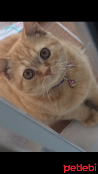 Scottish Fold, Kedi  Shayna fotoğrafı