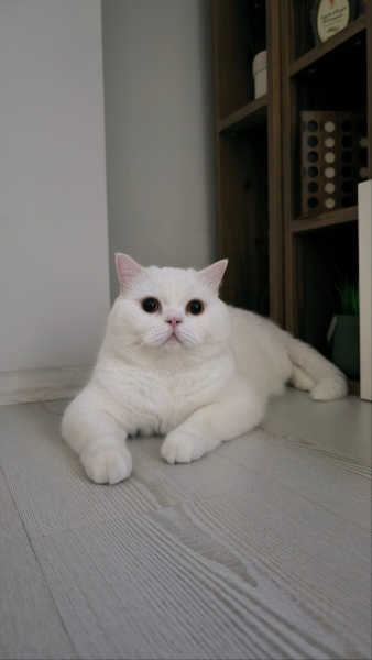 British Shorthair, Kedi  Pamuk fotoğrafı