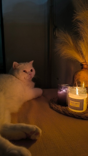 British Shorthair, Kedi  Pamuk fotoğrafı