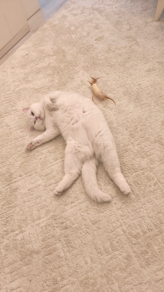 British Shorthair, Kedi  Pamuk fotoğrafı