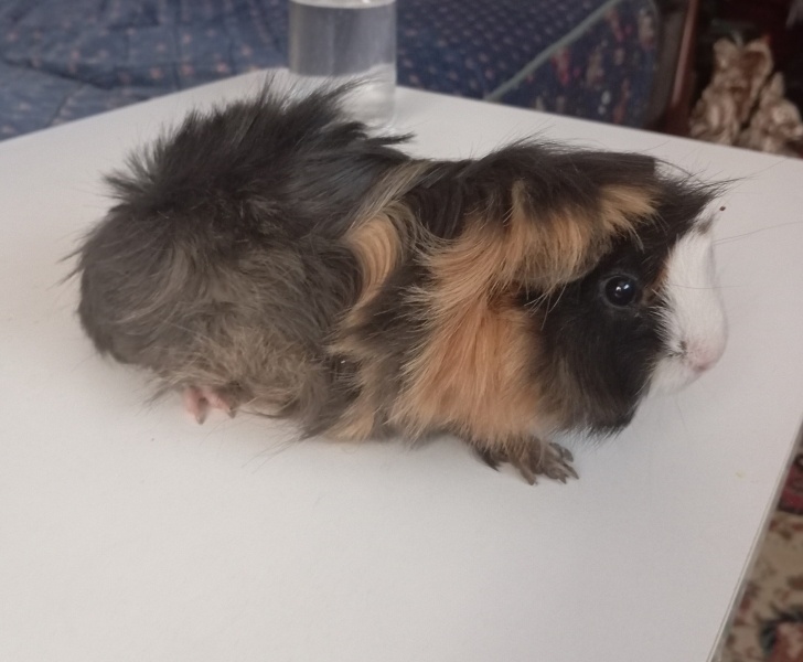 Guinea Pig, Kemirgen  Lilo fotoğrafı