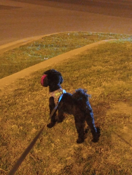 Poodle (Minyatür Kaniş), Köpek  Karam fotoğrafı