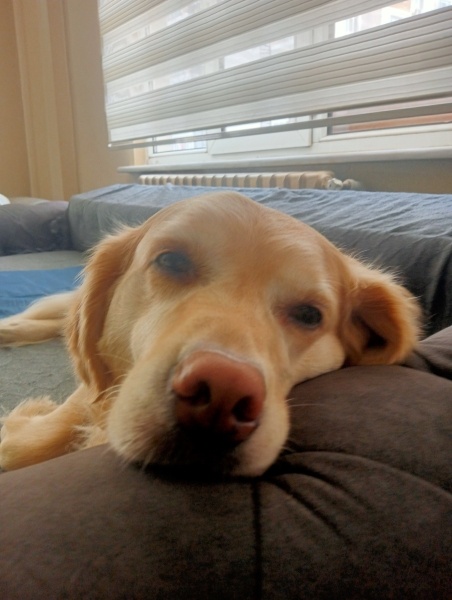 Golden Retriever, Köpek  Lila fotoğrafı