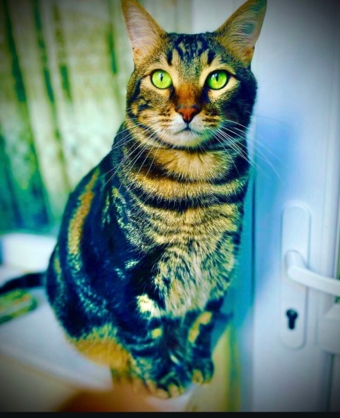 Tekir Kedi, Kedi  Berduş fotoğrafı