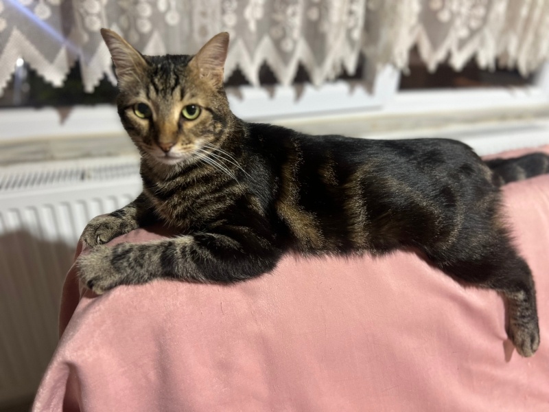 Tekir Kedi, Kedi  Berduş fotoğrafı