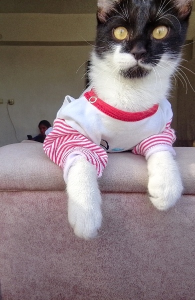 Tekir Kedi, Kedi  Karpuz fotoğrafı