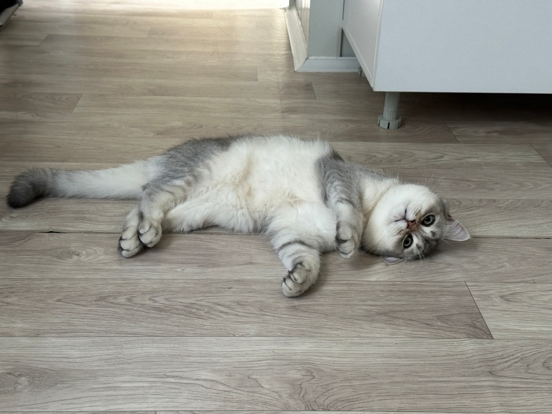 British Shorthair, Kedi  dobby fotoğrafı