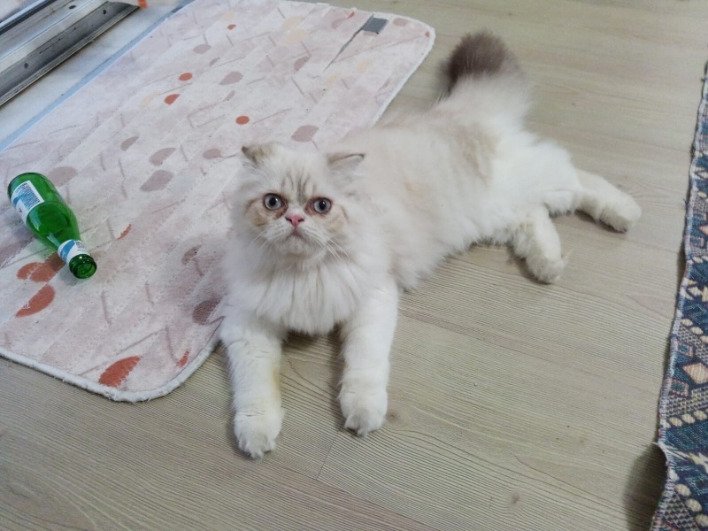 İran Kedisi (Persian), Kedi  BULUT fotoğrafı
