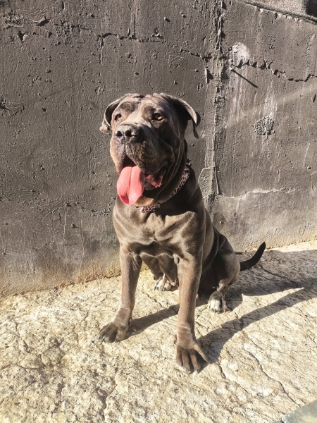 Cane Corso Italiano, Köpek  Muffin fotoğrafı