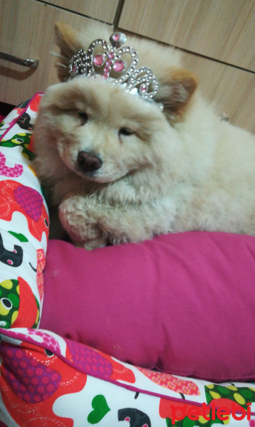 Chow Chow (çin Aslanı), Köpek  Mimi fotoğrafı